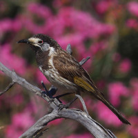 White-fronted Honeyeater